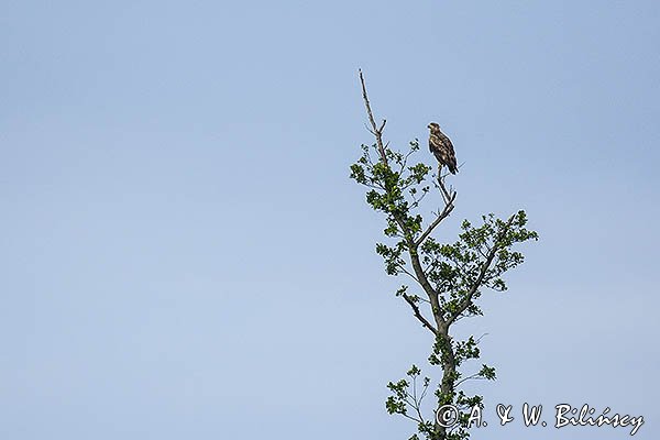 Bielik, Haliaetus albicilla