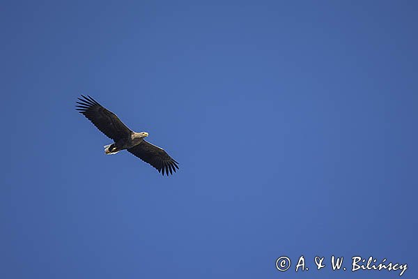 Bielik, Haliaetus albicilla