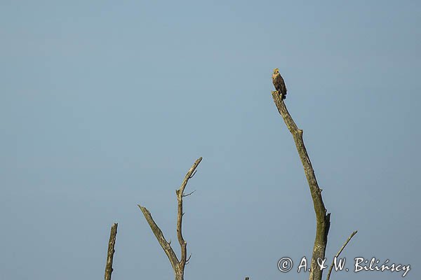 Bielik , Haliaetus albicilla, osobnik dorosły