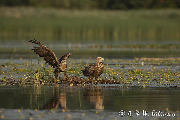 Bieliki, Haliaetus albicilla