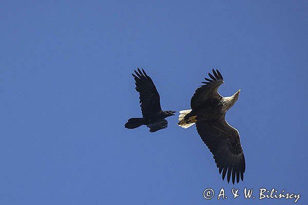 Bielik, Haliaetus albicilla i kruk, Corvus corax