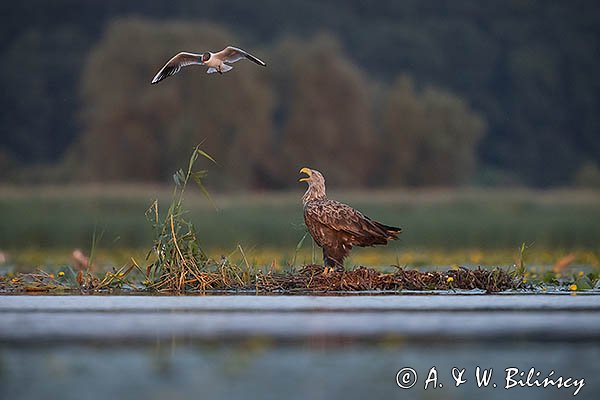 Bielik, Haliaetus albicilla i śmeszka, Larus ridibundus