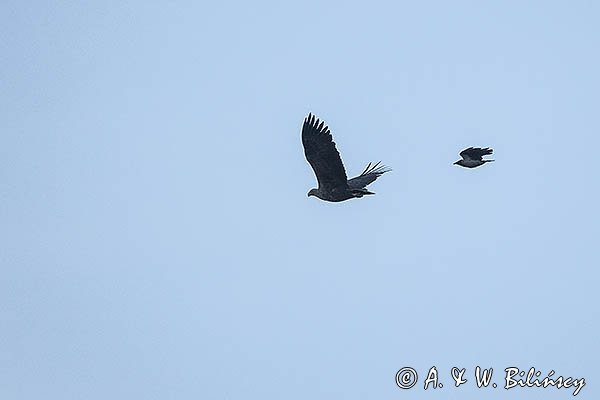 Bielik, Haliaetus albicilla i wrona Corvus corone