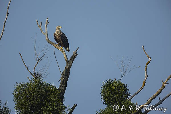 Bielik, Haliaetus albicilla