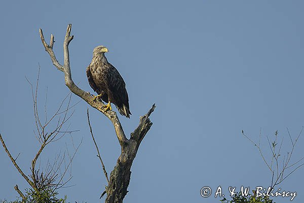 Bielik, Haliaetus albicilla