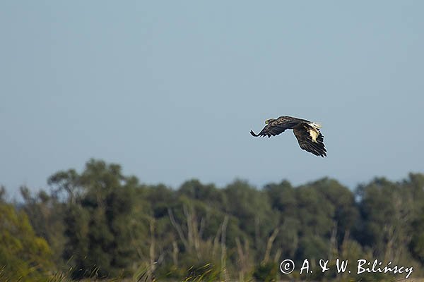 Bielik, Haliaetus albicilla z rybą w szponach