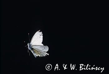bielinek kapustnik Pieris brassicae) samica w locie