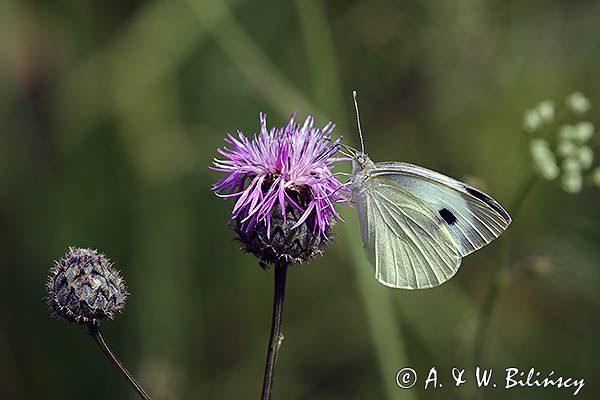 Bielinek kapustnik, Pieris brassicae