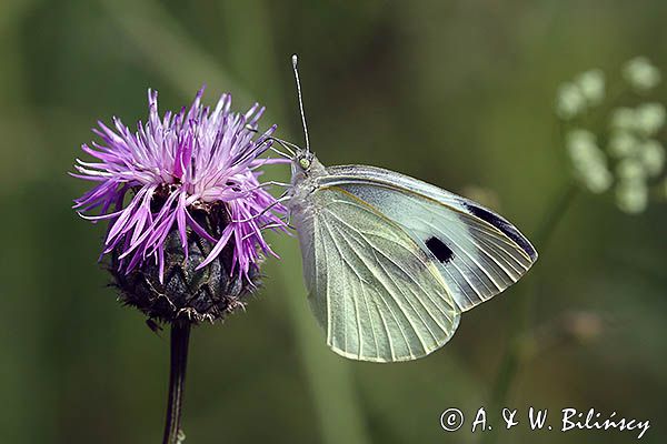 Bielinek kapustnik, Pieris brassicae