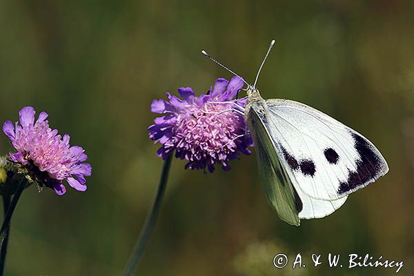 Bielinek kapustnik, Pieris brassicae