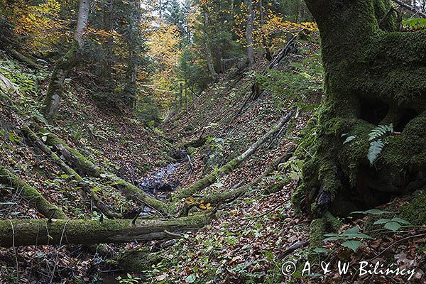 Jesień, Bieszczady, potok