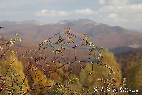 Dzika róża, Rosa canina, Jesień z widokiem na Tarnicę, Bieszczady