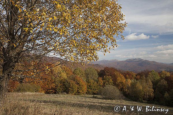 Jesień spod Rawek, widok na Tarnicę, Bieszczady