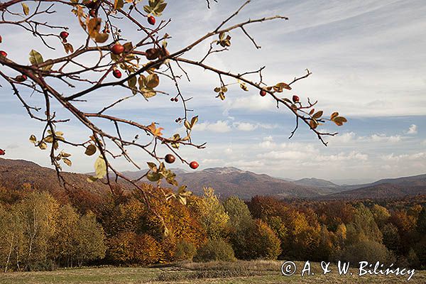 Jesień spod Rawek, widok na Tarnicę, Bieszczady, dzika róża, Rosa canina