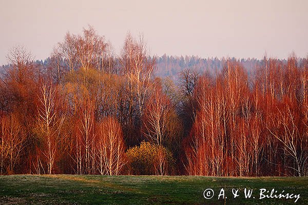 Las w zachodzącym słońcu