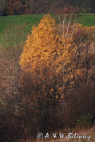 Bieszczady jesień Sokołowa Wola