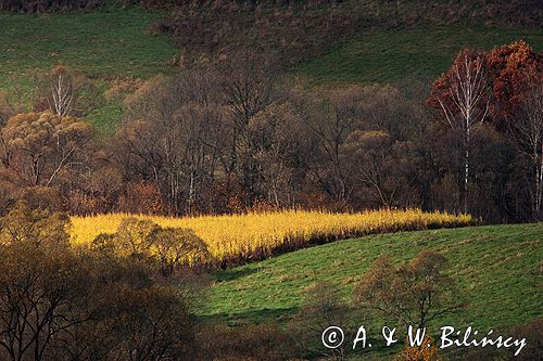 Bieszczady jesień Sokołowa Wola,