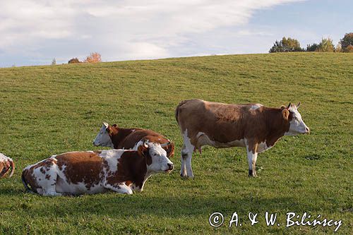 krowy rasy simental na pastwisku, Bieszczady