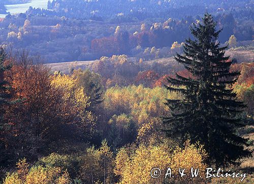 Bieszczady, w paśmie żuków