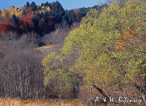 Bieszczady, Sokołowa Wola, pasmo żuków