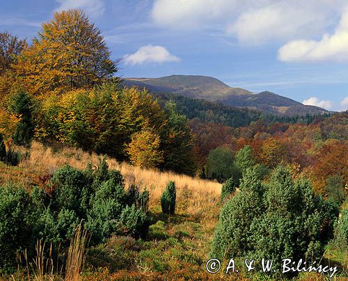 Caryńskie, Bieszczady