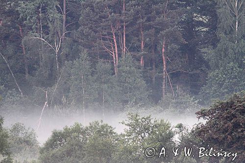 w paśmie żuków, Bieszczady