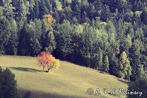 jesień w dolinie żłobka pod Jawornikami