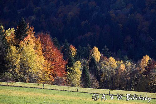 jesień w Bieszczadach, w dolinie żłobka