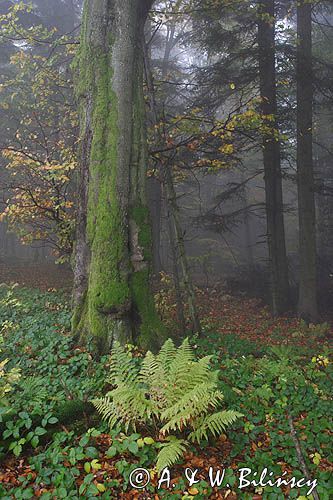 las na Otrycie, Park Krajobrazowy Doliny Sanu, Bieszczady