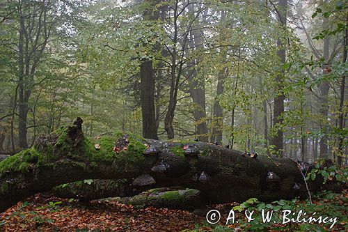 las na Otrycie, Park Krajobrazowy Doliny Sanu, Bieszczady