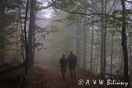 wędrówka niebieskim szlakiem przez las na Otrycie, Park Krajobrazowy Doliny Sanu, Bieszczady