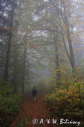 wędrówka niebieskim szlakiem przez las na Otrycie, Park Krajobrazowy Doliny Sanu, Bieszczady
