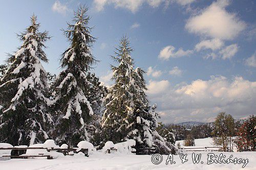 zima, Bieszczady, modrzewie i świerki