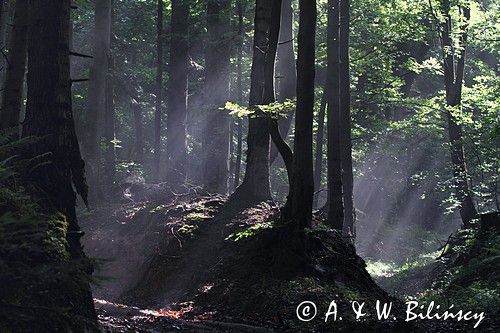 świt w lesie, Bieszczady