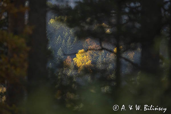 Jesień w lesie, Bieszczady