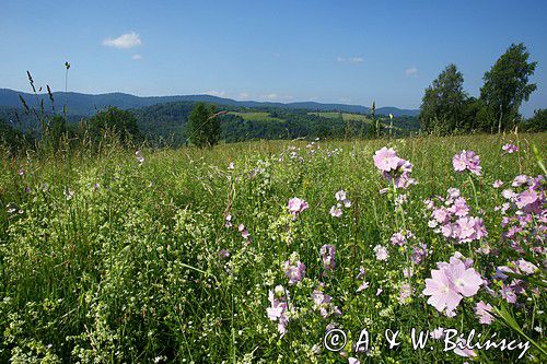 łąka, Polana Ostre, Bieszczady