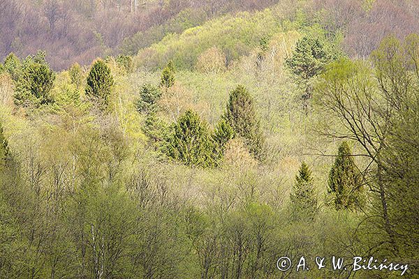 Bieszczady, Dolina Sanu, Park Krajobrazowy Doliny Sanu,Tworylne