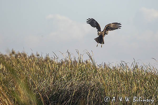 Błotniak stawowy, Circus aeruginosus, samica