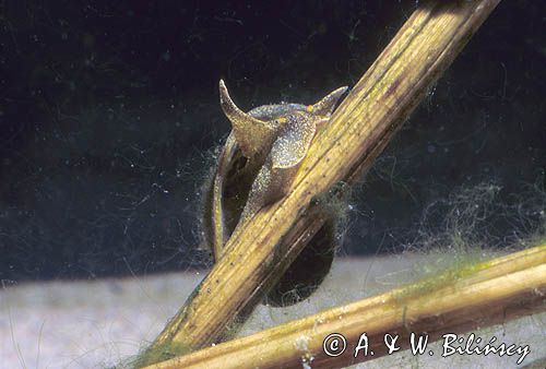 błotniarka uszata, ślimak, Lymnea auricularia, Radix auricularia