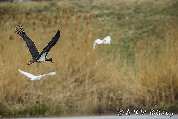 Bocian czarny, Ciconia nigra, w locie