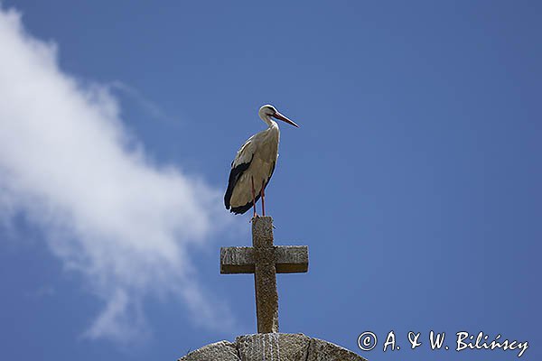 Bocian biały, Ciconia ciconia, w Vanes, Hiszpania