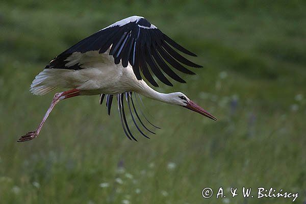 Bocian biały, Ciconia ciconia, w locie