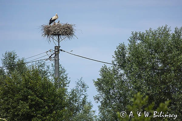 Bocian biały, Ciconia ciconia, na gnieździe, słupnik