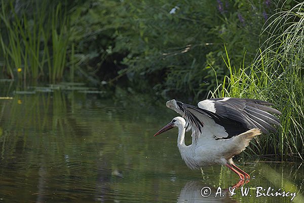 Bocian biały, Ciconia ciconia, w locie