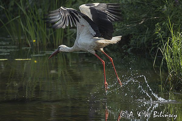 Bocian biały, Ciconia ciconia, w locie