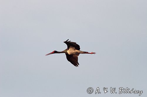 bocian czarny / Ciconia nigra / w locie