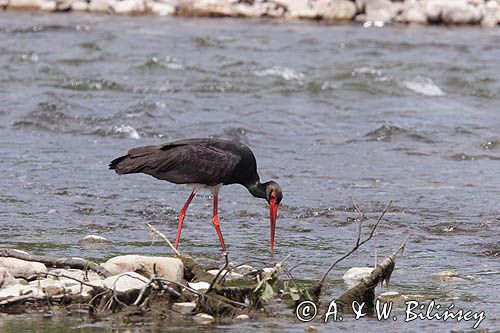 bocian czarny / Ciconia nigra /