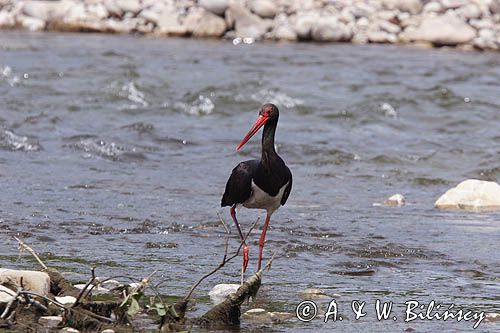 bocian czarny / Ciconia nigra /