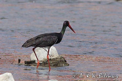 bocian czarny / Ciconia nigra /