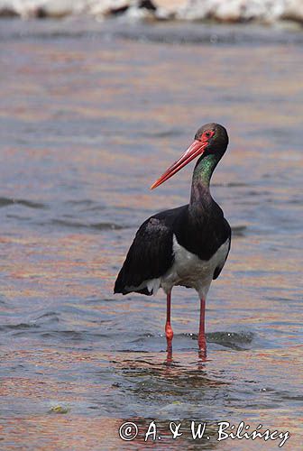 bocian czarny / Ciconia nigra /